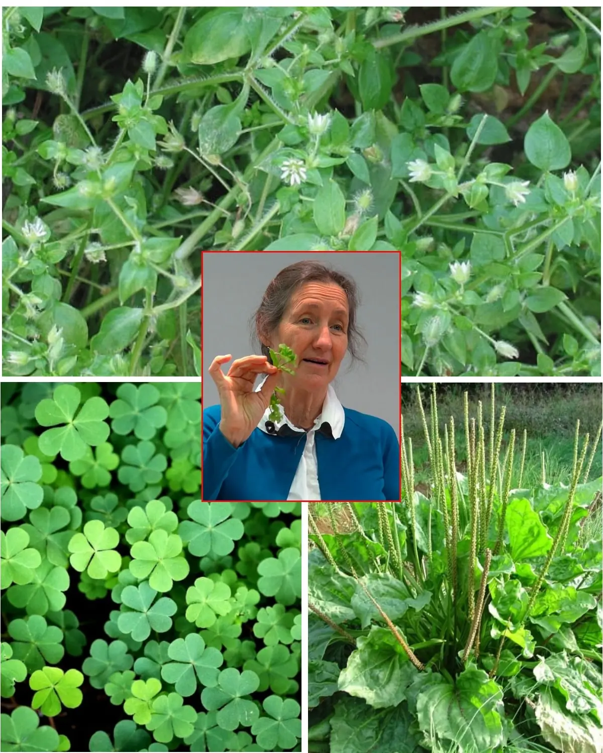 10 Best Nutritious Edible Weeds In The Garden