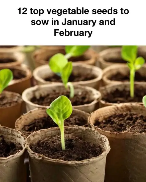 Winter Sowing: A Smart Gardening Technique for Early Harvests