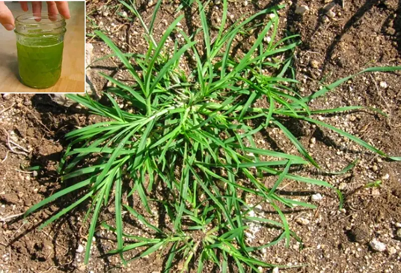 Crabgrass for Hair Loss: Natural Remedies and Uses