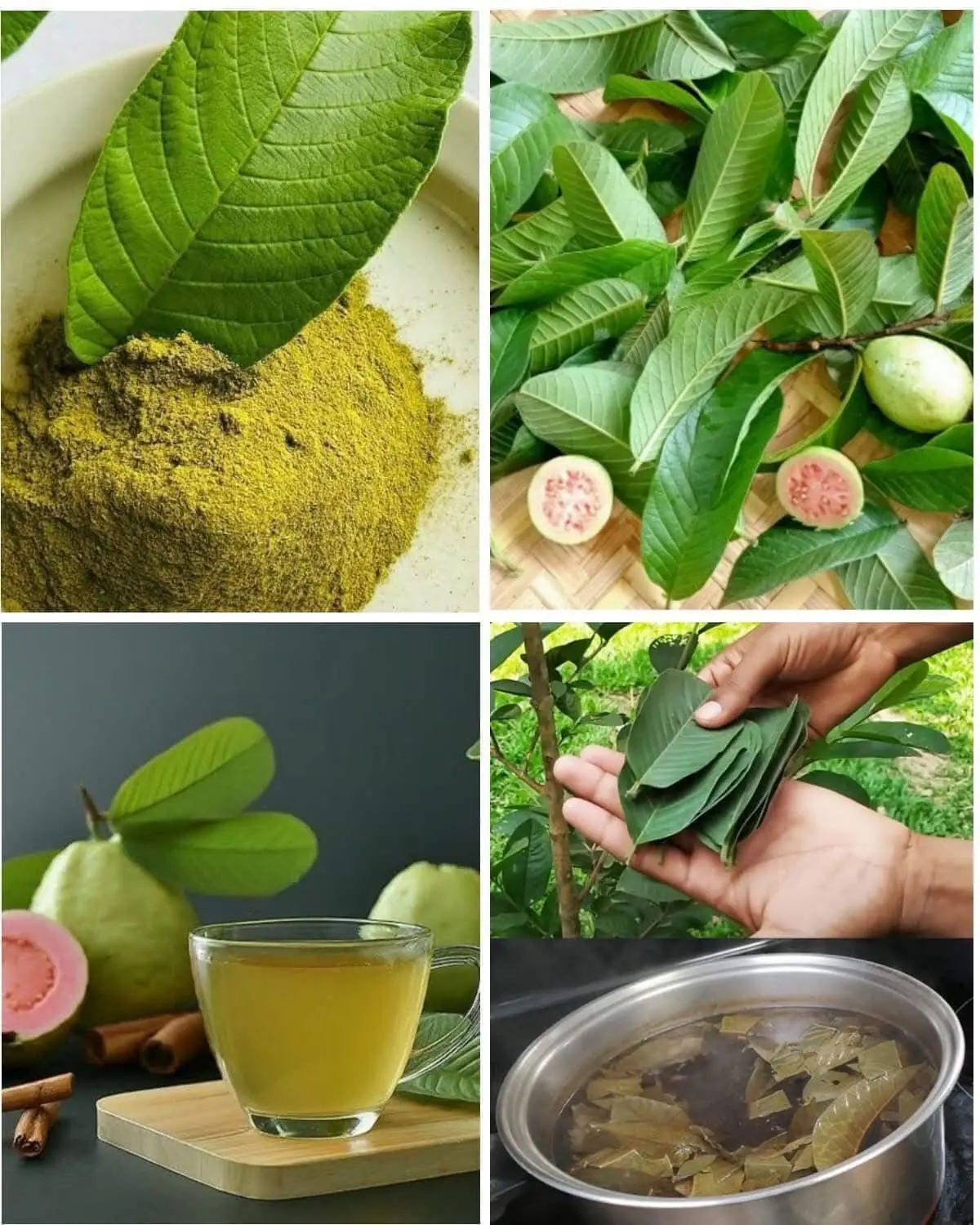 Guava Leaf Infusion: When and How to Take It for Maximum Benefits 🌿🍵