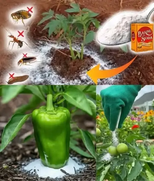 Baking Soda: A Gardener’s Best Friend – 10 Clever Uses in the Garden