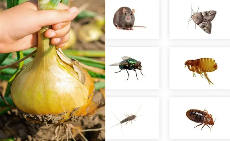 Onions: A Powerful Natural Pest Repellent