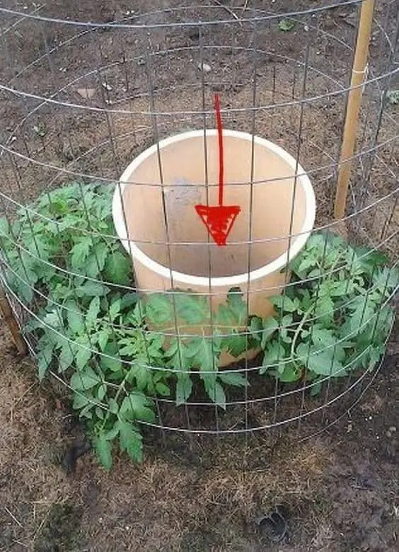 How to Grow Tomatoes Using a Perforated Trash Can and Its Benefits