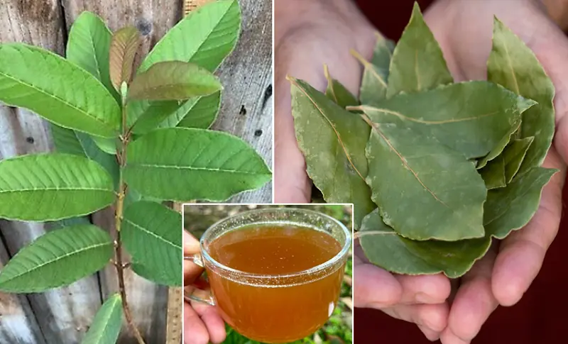 The Four Medicinal Leaves: Avocado Leaves, Mango Leaves, Bay Leaves, and Guava Leaves