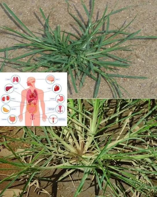 Goosegrass: Health Benefits and Uses