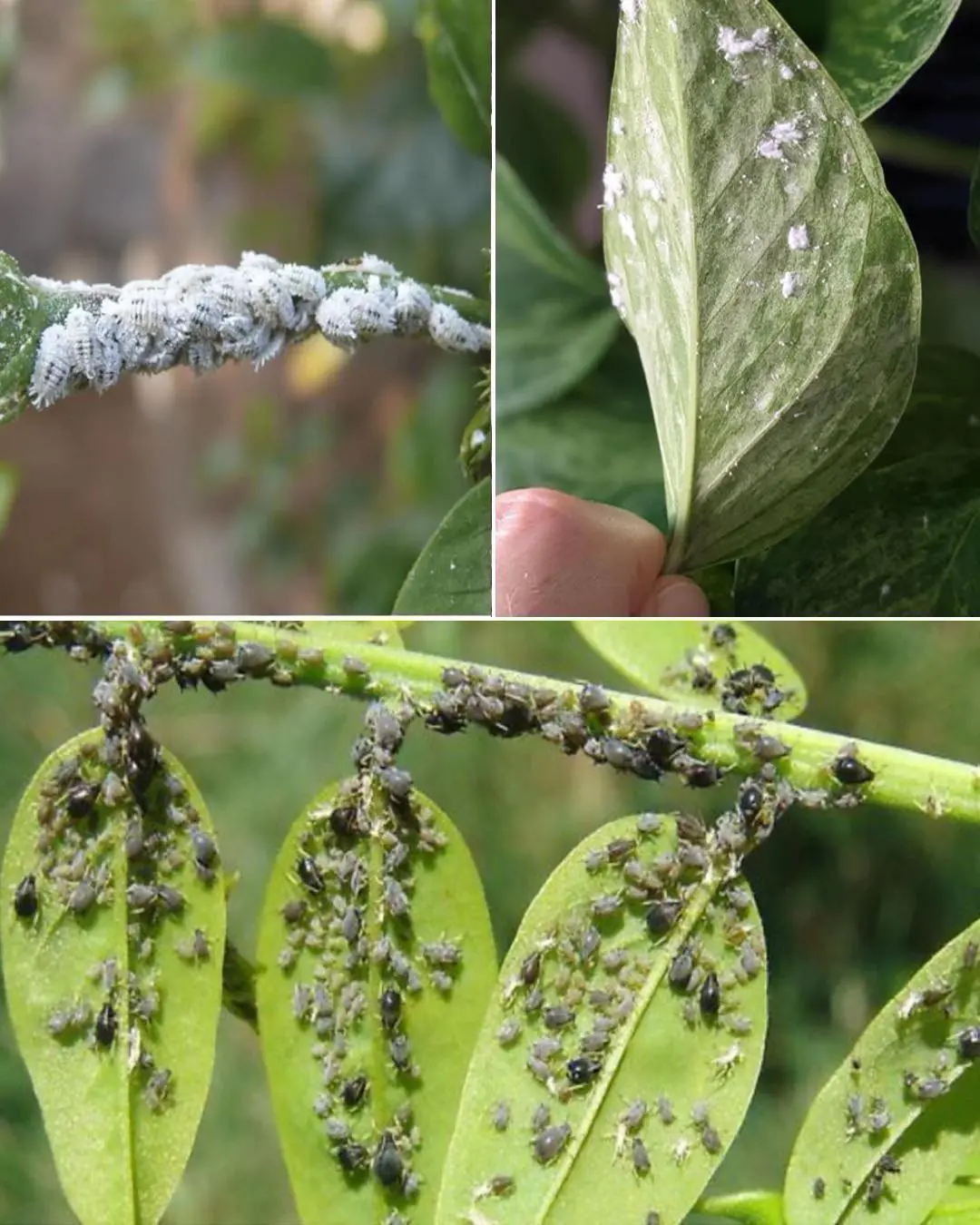 No More Aphids or Scale Insects – Simple & Natural Solutions for a Healthier Garden