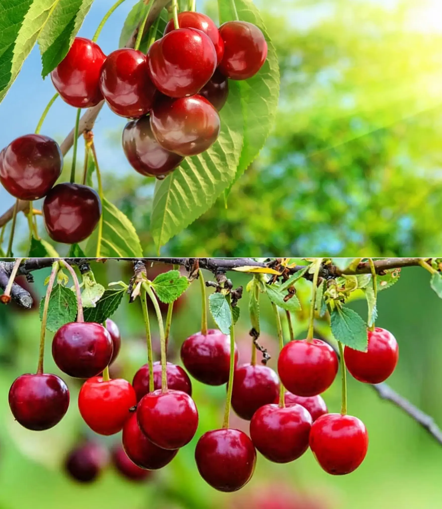 How to grow the cherry tree at home starting from the fruit: all the secrets