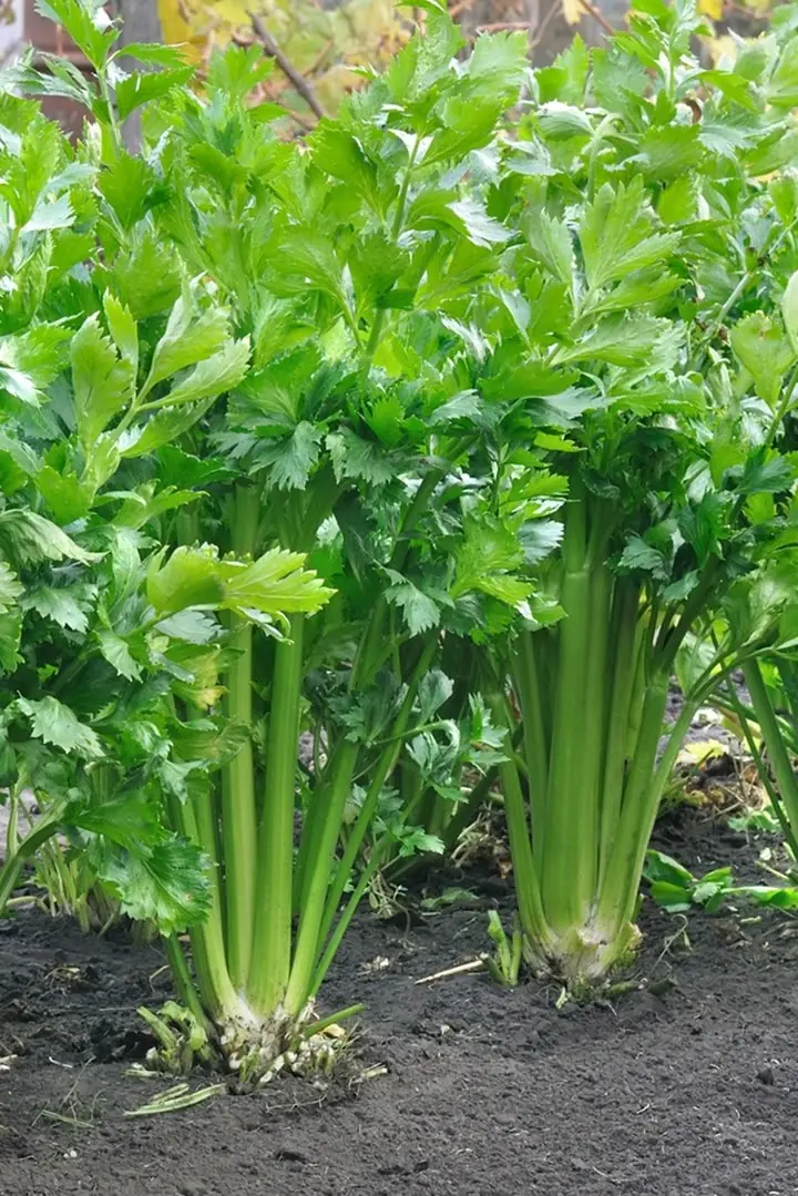 When You Eat Celery Every Day for a Week, Your Body Might Get These 14 Health Benefits