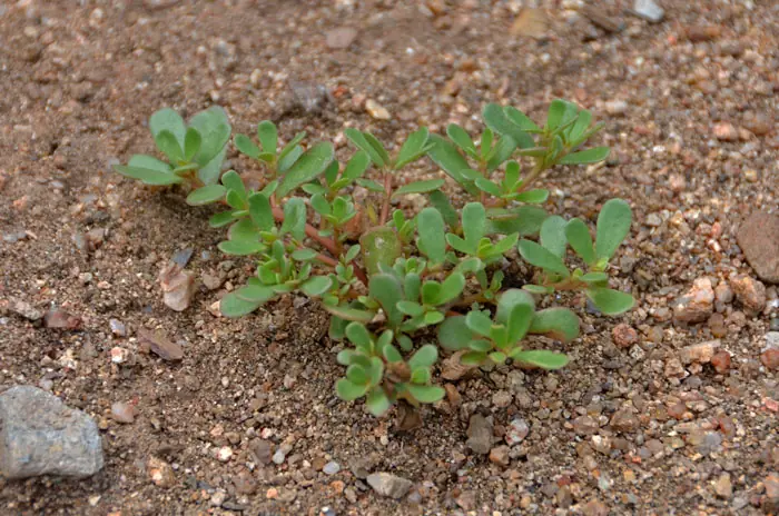 Purslane: The Superfood That Outshines Meat – 7 Reasons to Grow It in Your Garden