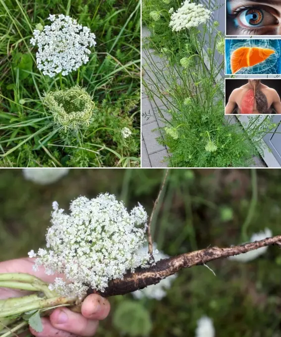 The Incredible Benefits of Queen Anne’s Lace: Nature’s Hidden Treasure