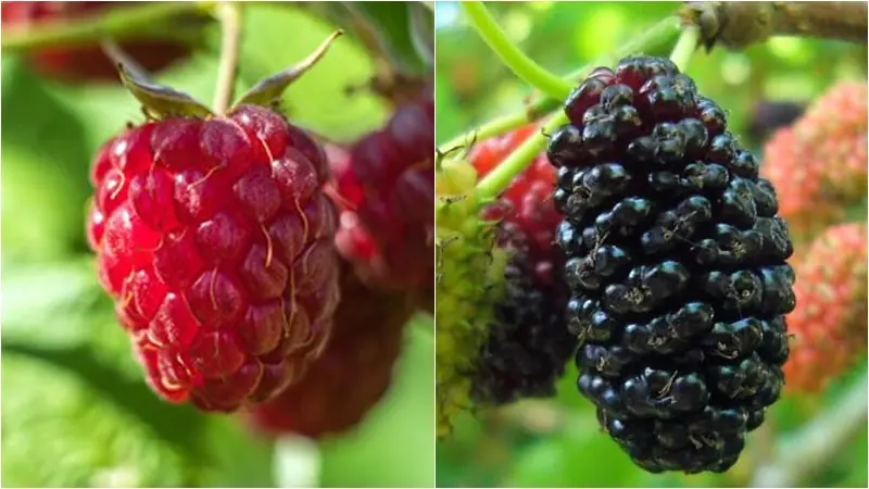 Mulberries and Raspberries: Everyday Superfoods for Liver Health, Eye Care, and Kidney Support