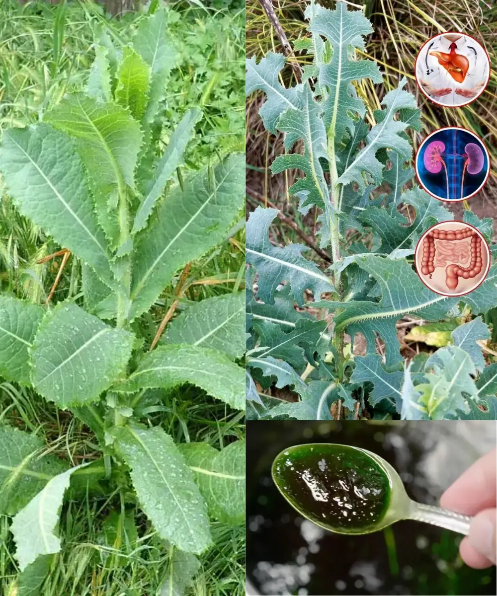 Unlocking the Secrets of Prickly Lettuce: A Natural Wonder for Health and Culinary Delights