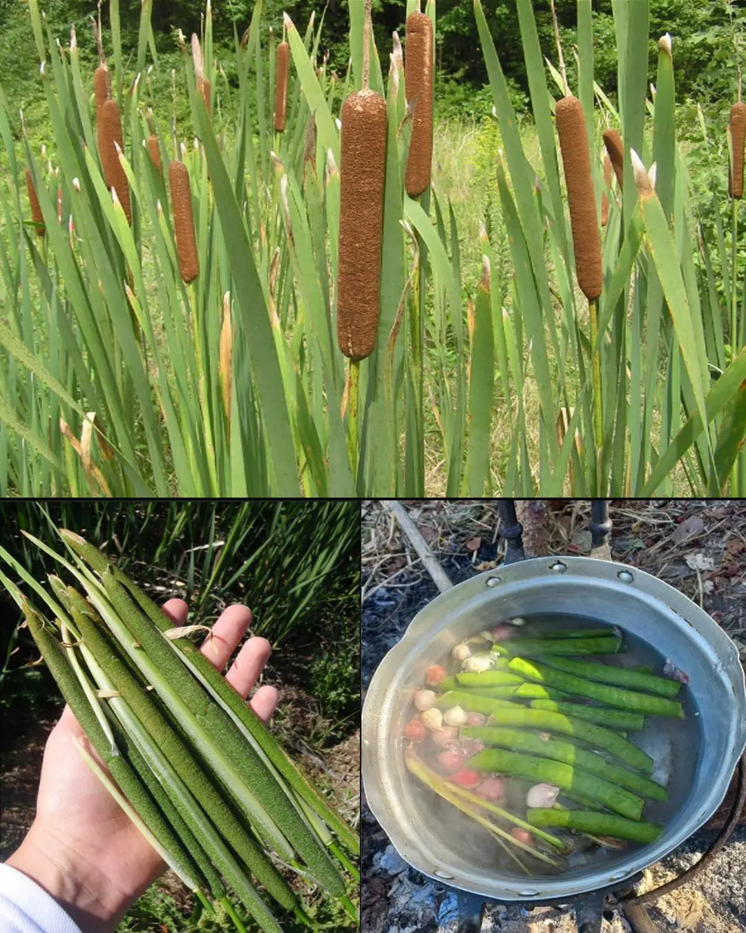 Cattails: Nature’s Hidden Treasure for Food, Medicine, and Survival