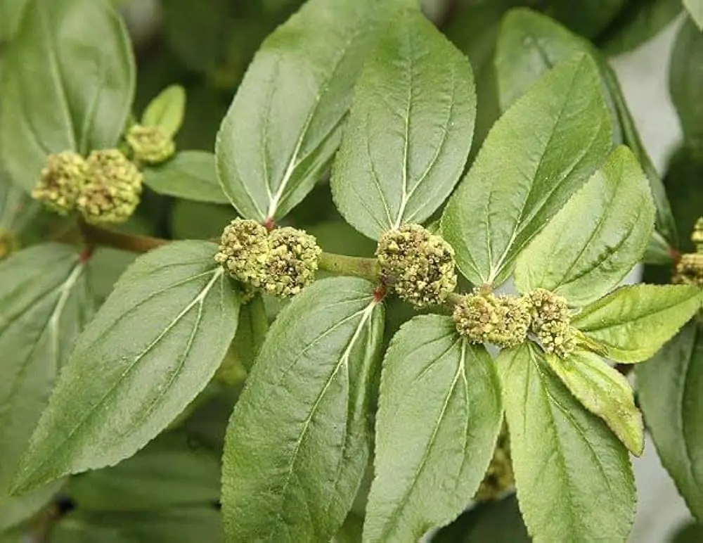 Euphorbia Hirta: 9 Powerful Health Benefits of This Versatile Medicinal Plant