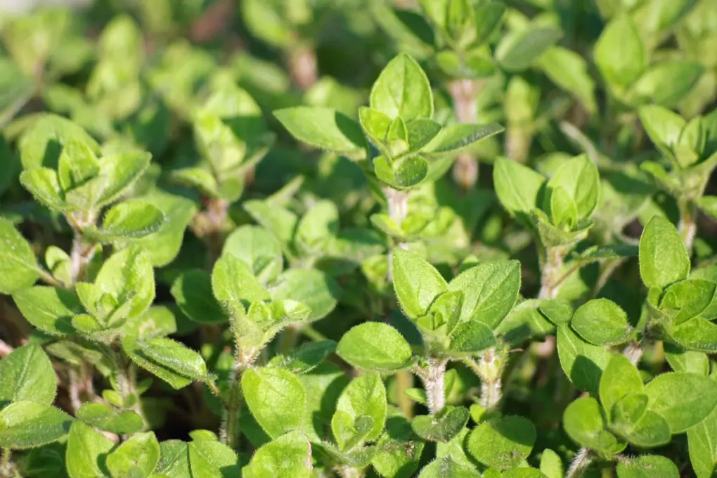 5 Reasons to Grow Oregano at Home This Year