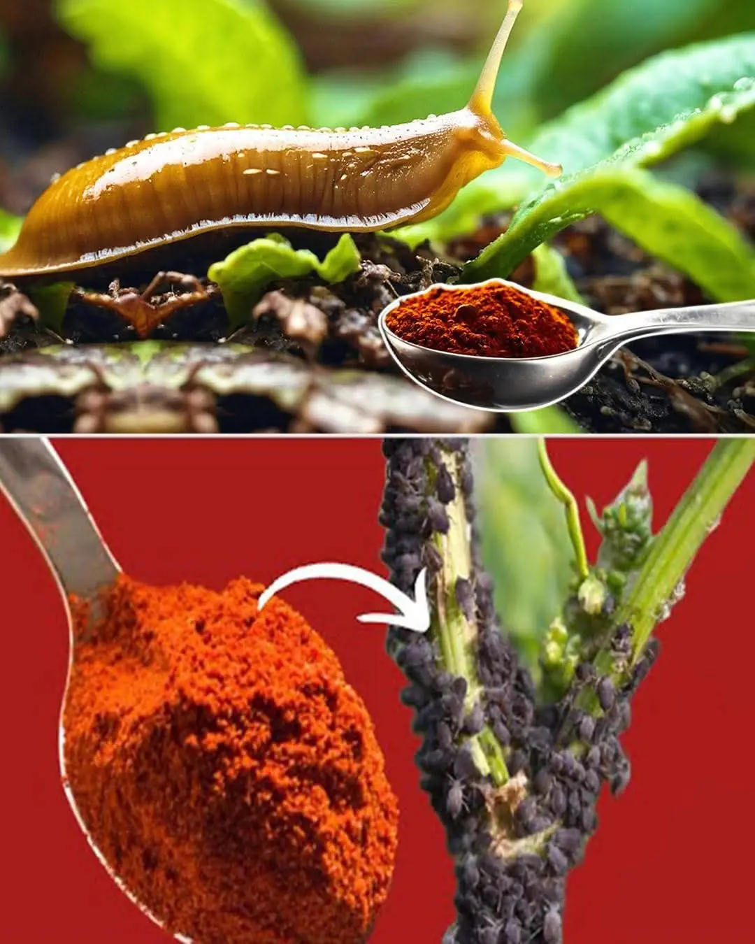 The Strongest Natural Insecticide: Say Goodbye to Aphids, Snails & Slugs Instantly!