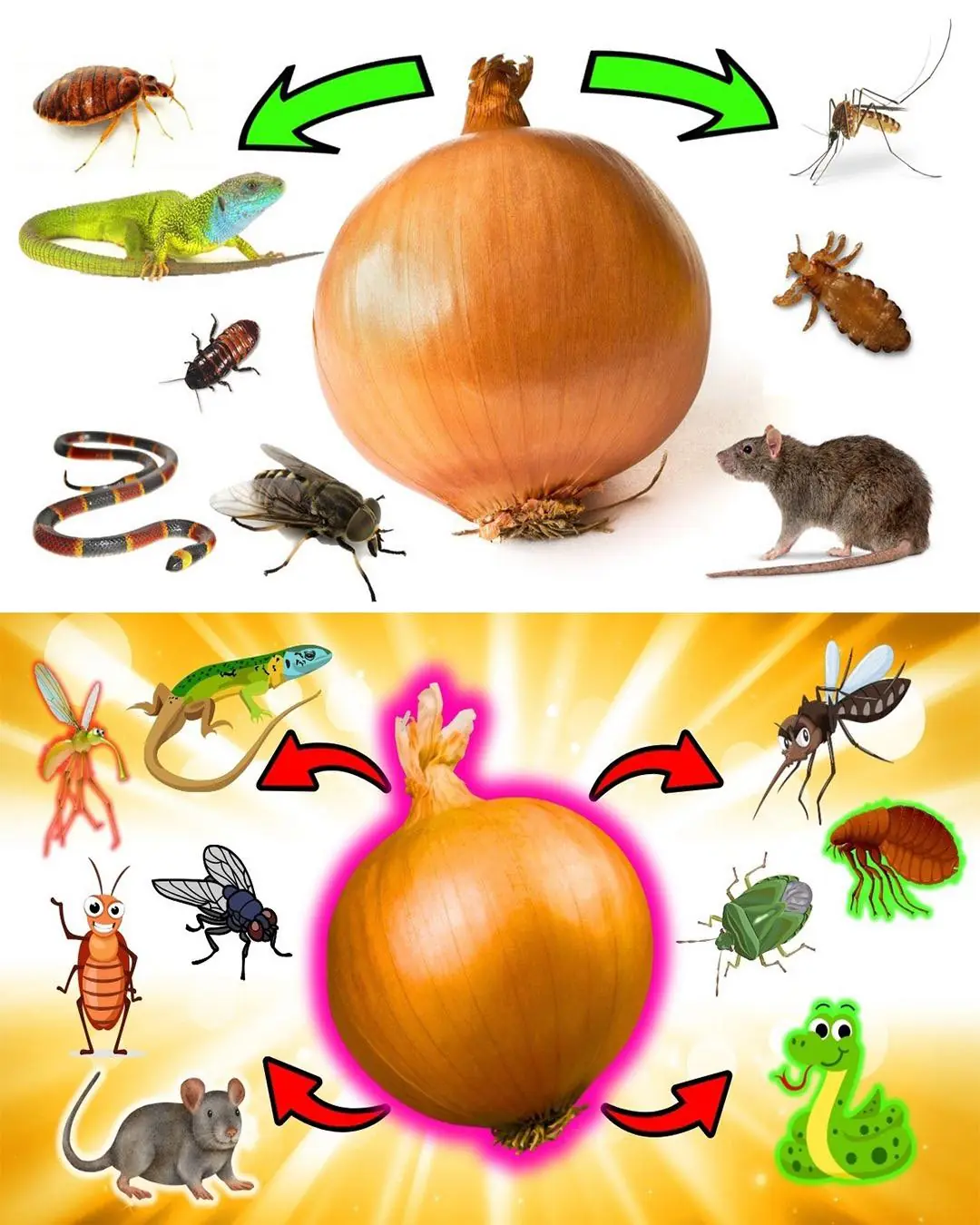 How to Use Onion to Get Rid of Pests: Mice, Flies, Lice, Cockroaches, Lizards, Mosquitoes, and Kitchen Pests...🐀🦟🪳🪰 💬👀