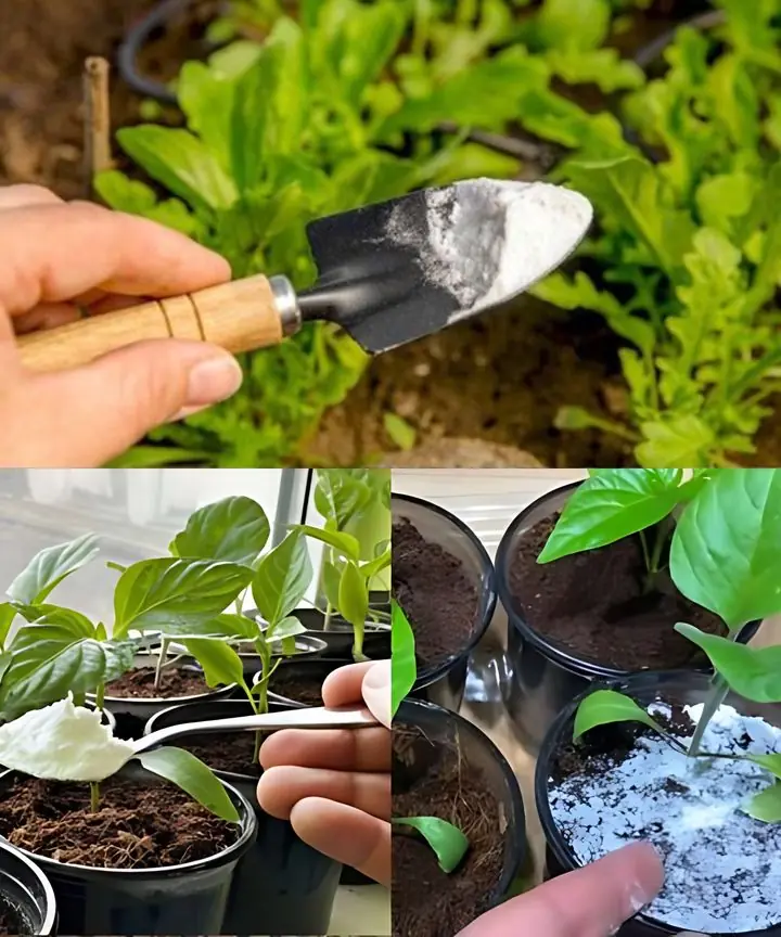 Baking soda is a gardener's best friend: here are 10 ingenious uses for it in the garden