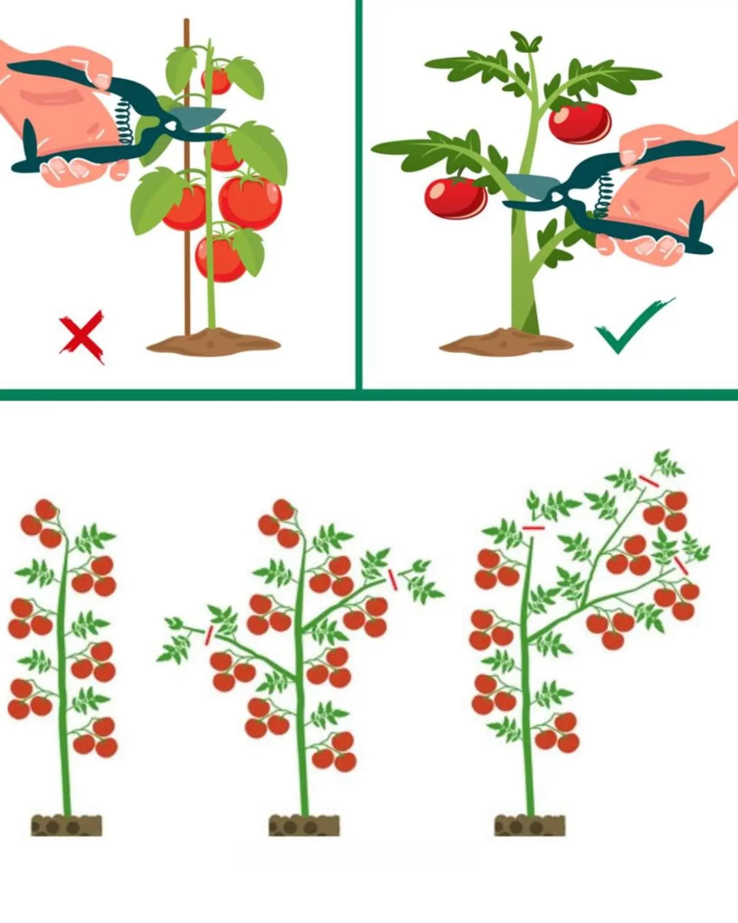 Essential Tomato Pruning Tips for Healthier Plants and Better Fruit 🍅✂️