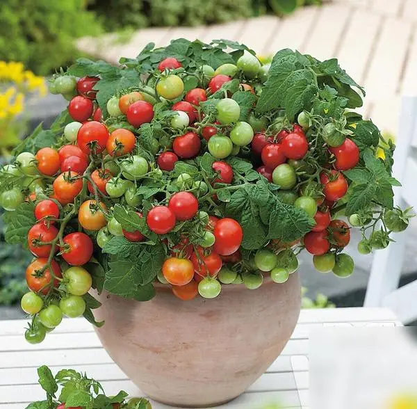 How to Grow Tomatoes at Home in Pots