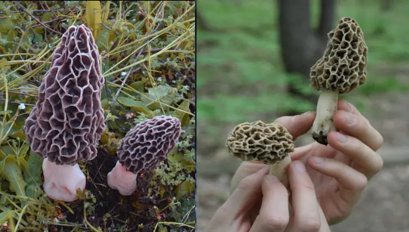 The Ultimate Guide to Morel Mushrooms: Foraging, Cooking, and Health Benefits