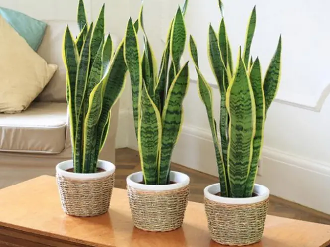 10 Easy-to-Grow Houseplants – Bring Greenery and Fresh Air Into Your Home