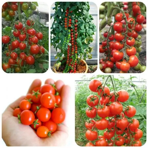 Growing Cherry Tomatoes on Your Balcony – A Step-by-Step Guide