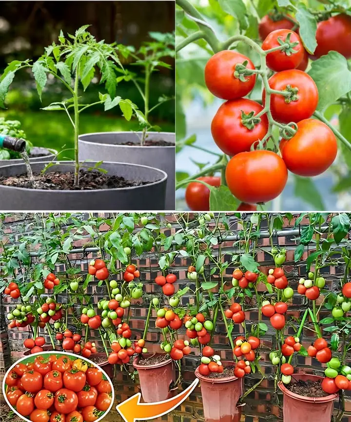 8 Common Mistakes I Made Growing Tomatoes in Containers – So You Don’t Have To!