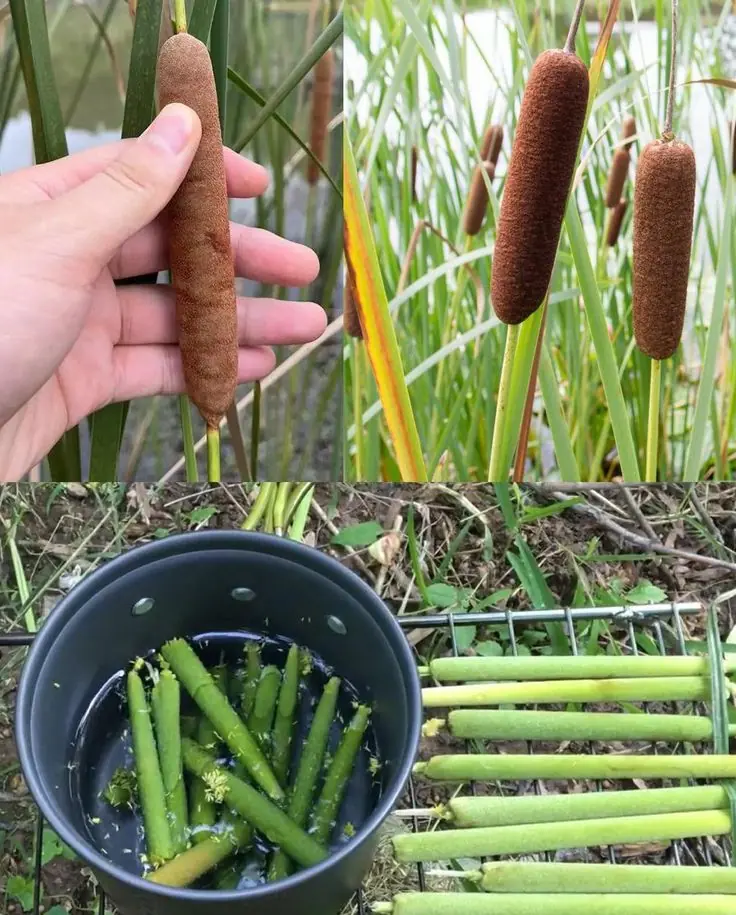 Cattails: Nature’s Hidden Treasure for Nutrition and Survival