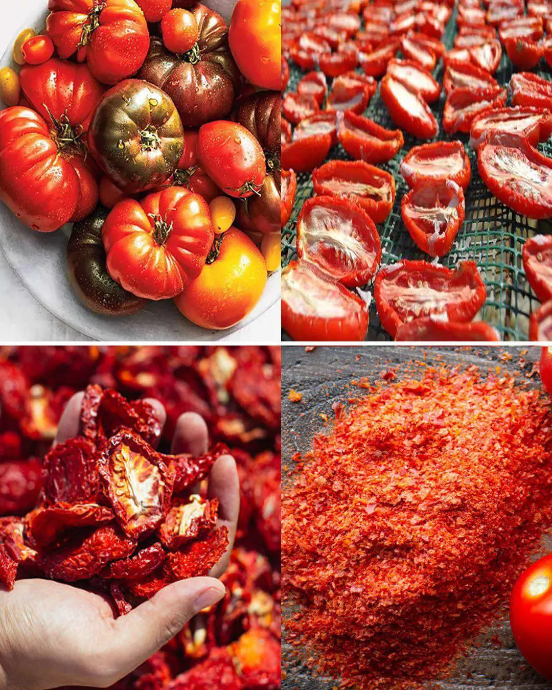 Turn Overripe Tomatoes into Flavorful Tomato Powder Instead of Waste