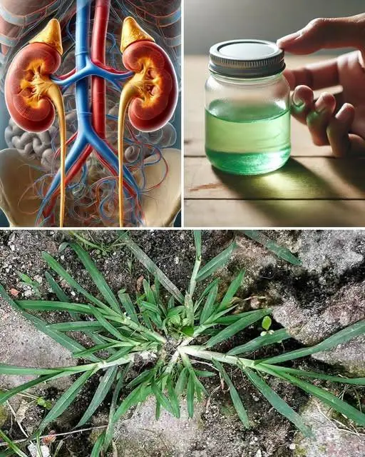 Euphorbia Hirta: A Natural Remedy for Respiratory and Immune Health