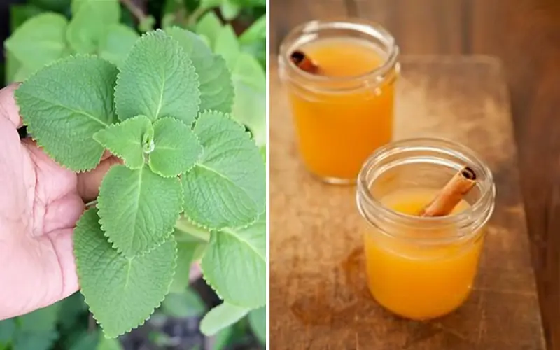 Natural Healing Tonic: A Powerful Herbal Drink for Diabetes, High Blood Pressure, and Circulation