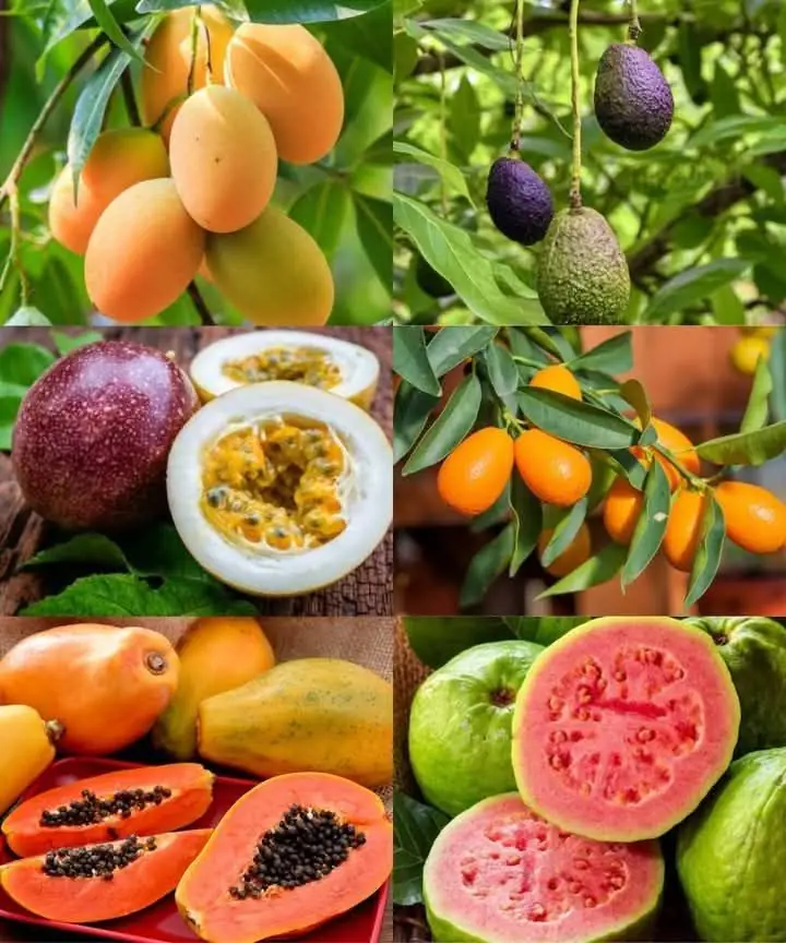 Best Subtropical Fruit Trees: 8 Exotic Fruits To Grow In Your Garden