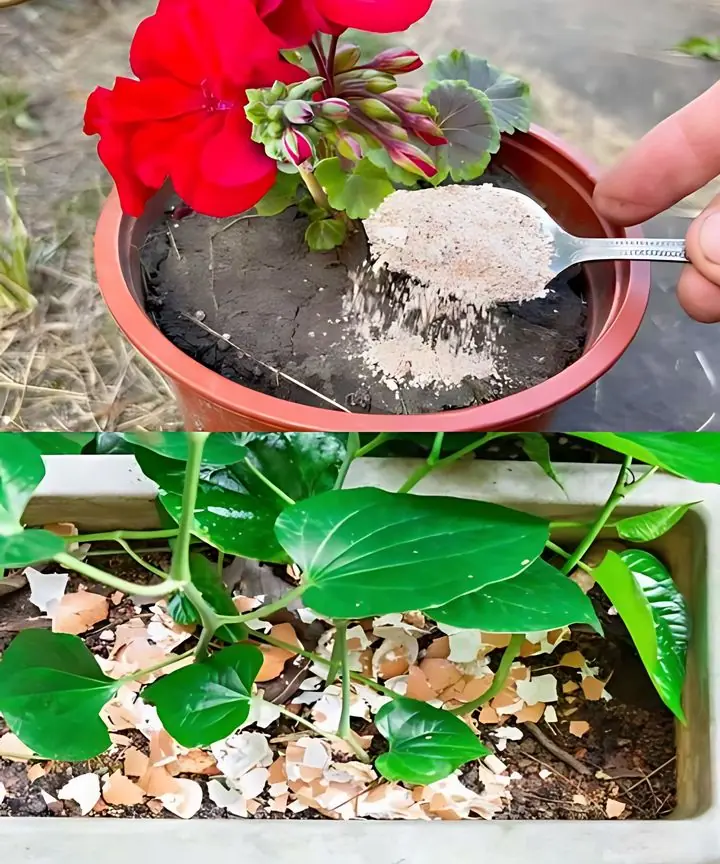 Pour Just a Little on Your Plants: They Will Flower in Just One Week