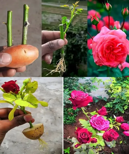 How to Propagate Roses on Potatoes: A Curious Trick Sweeping Social Networks