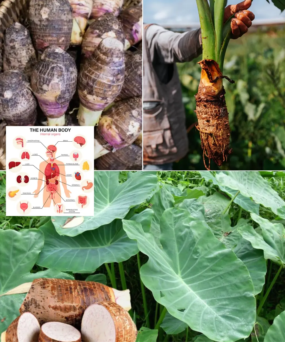 Taro Root (Colocasia esculenta): Uses, Benefits, and Healthy Recipes