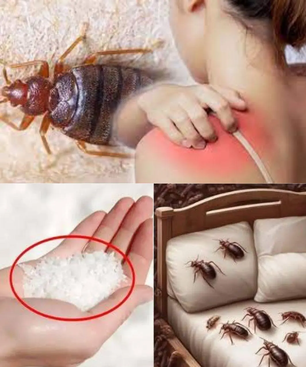 Bedbugs: Effective Ways to Eliminate Them from Your Home