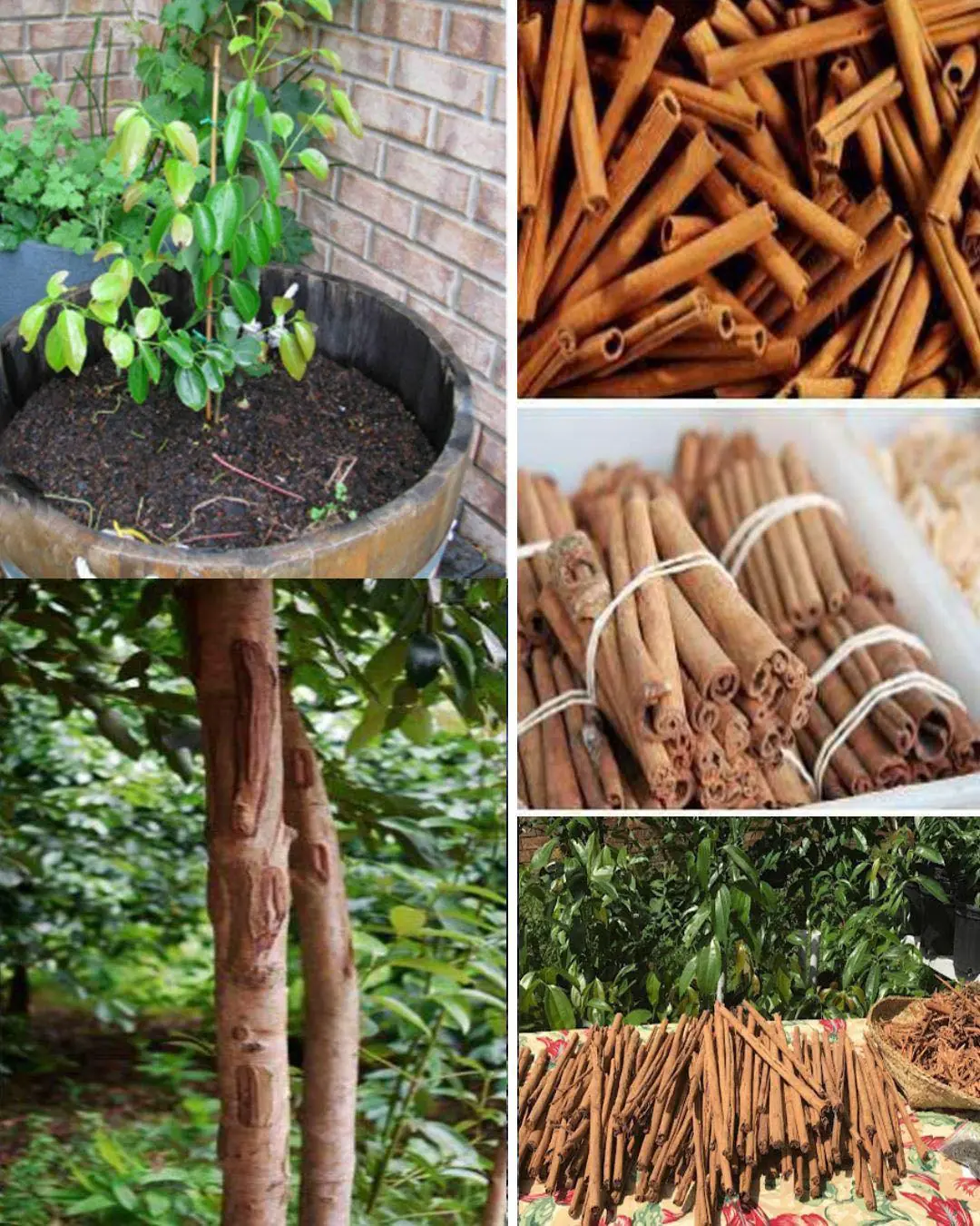 How to grow Cinnamon trees