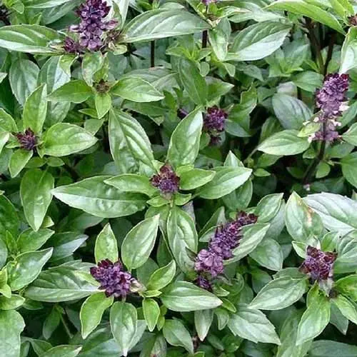 Basil Flower: The Fragrant Elegance of Aromatic Blossoms