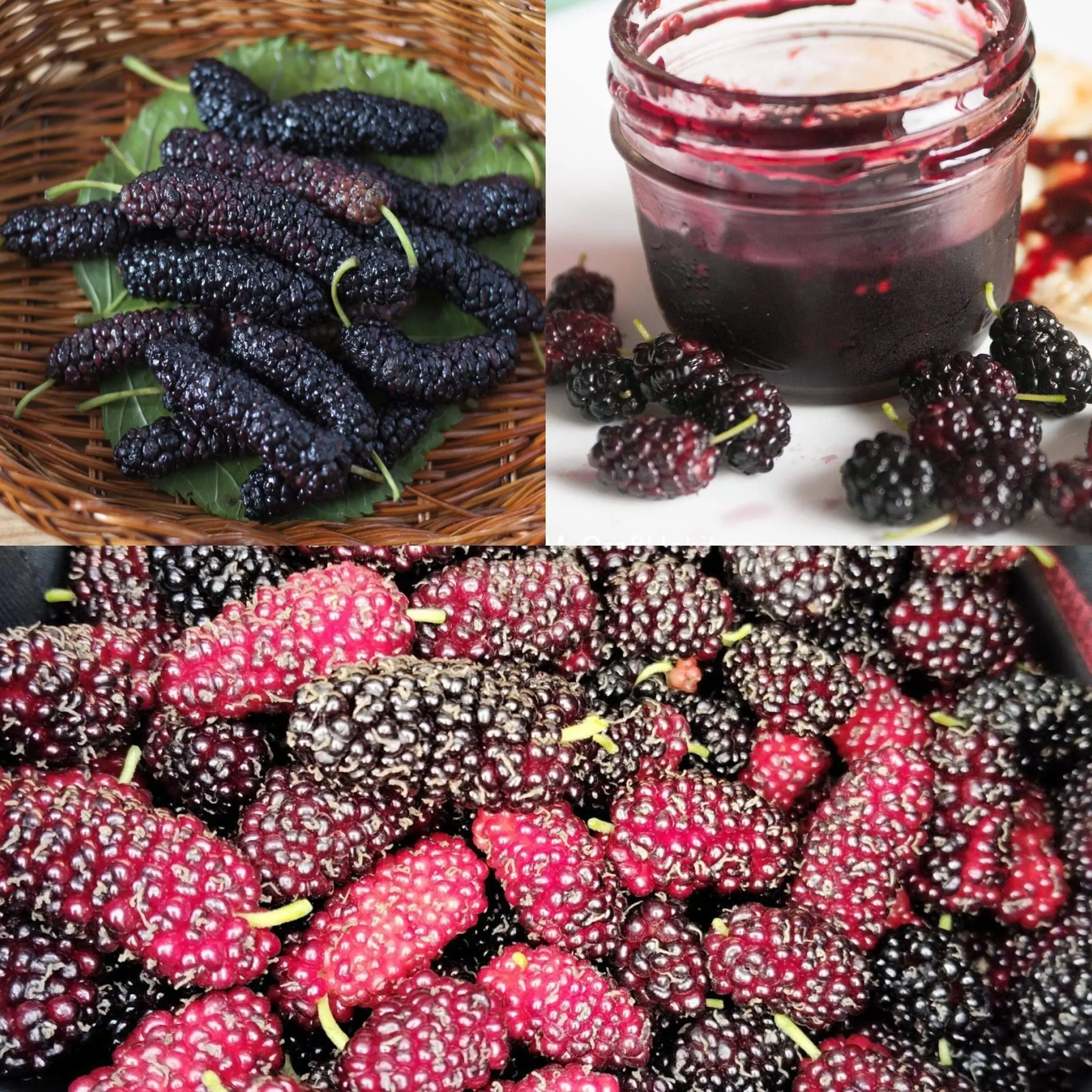 Mulberry Magic: Unleashing the Health and Flavor of Homemade Black Mulberry Jam