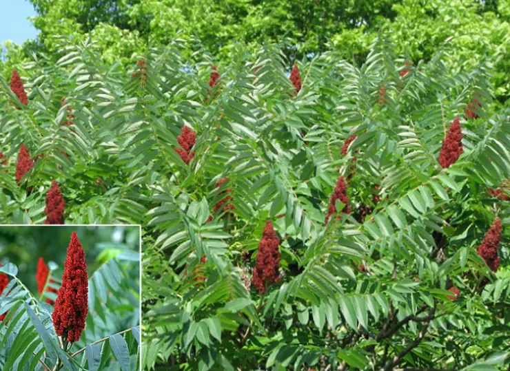 Sumac Tree Benefits – A Powerful Medicinal and Culinary Plant