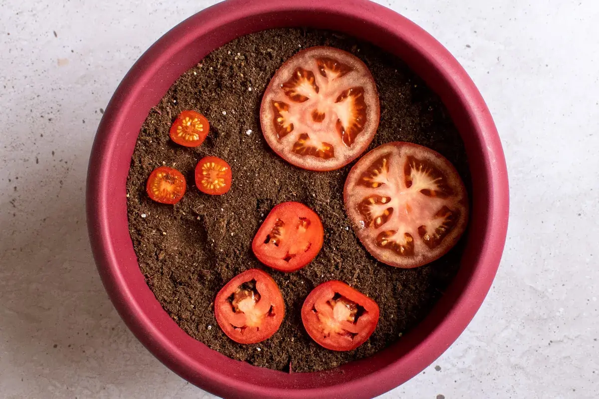 Forget Tomato Seeds: Just Plant a Few Slices from the Store. Here’s How