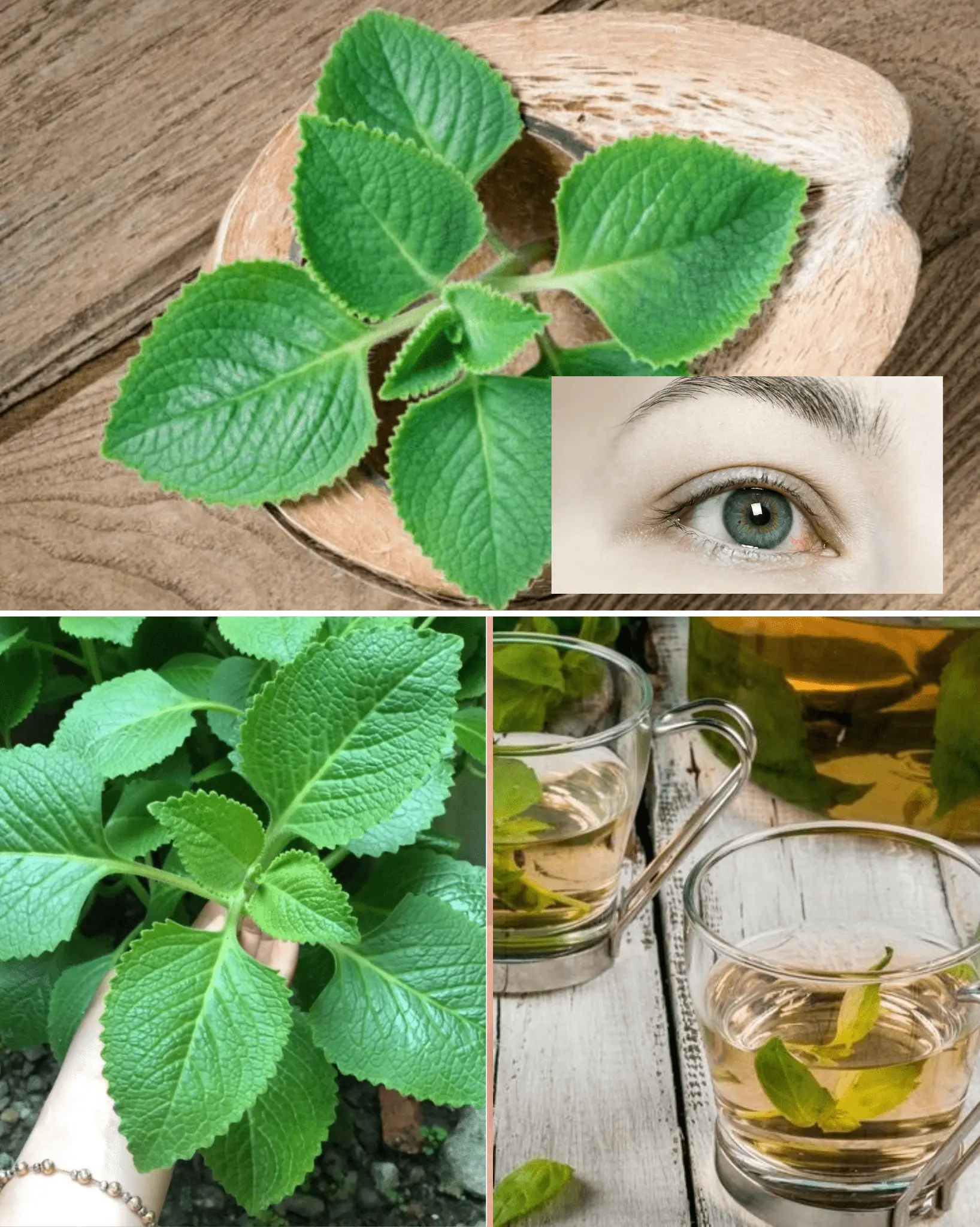 Pennyroyal Oregano: The Natural Remedy for Clearer Vision and Eye Health 👁️🌿