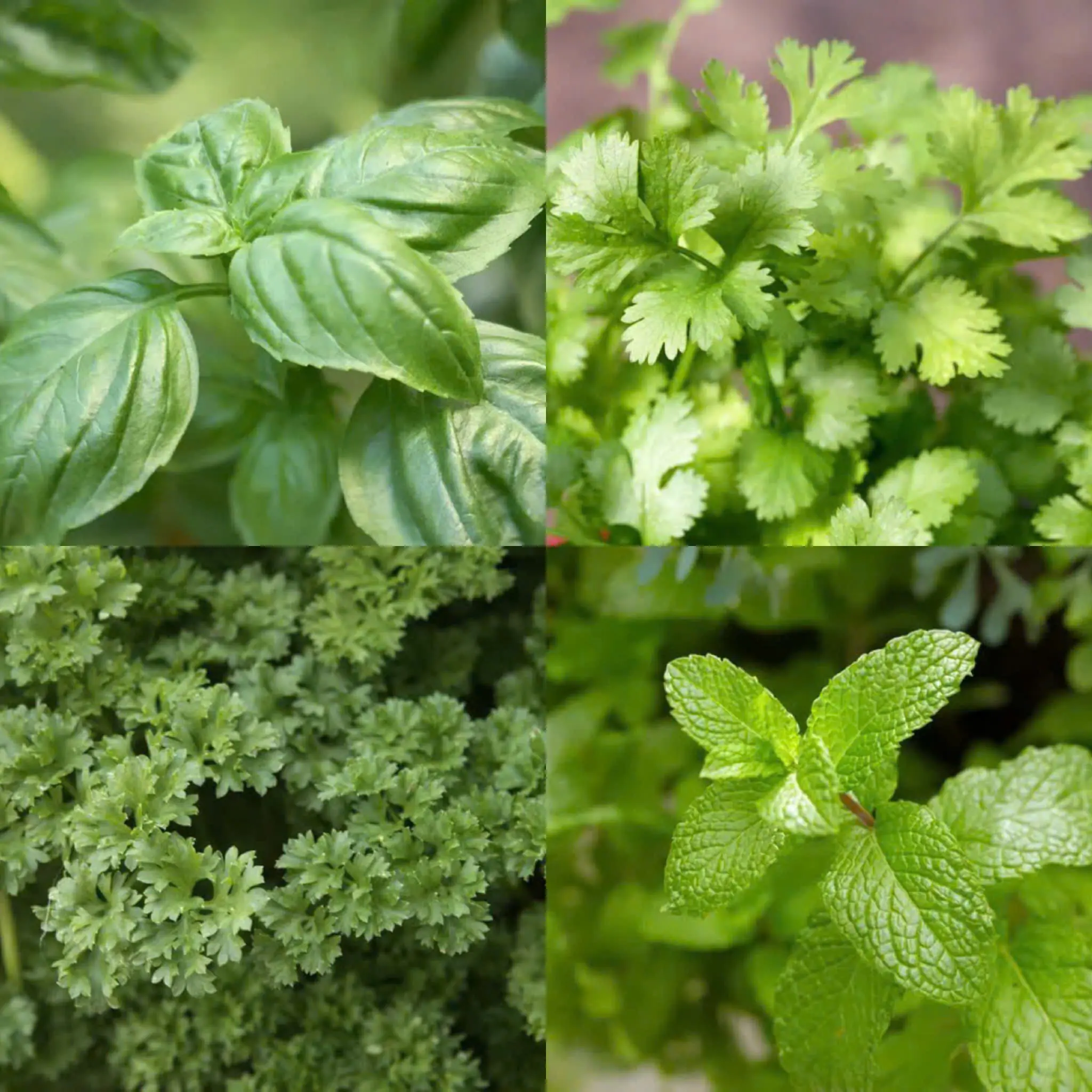 9 Herbs You Can Grow Indoors All Year Round