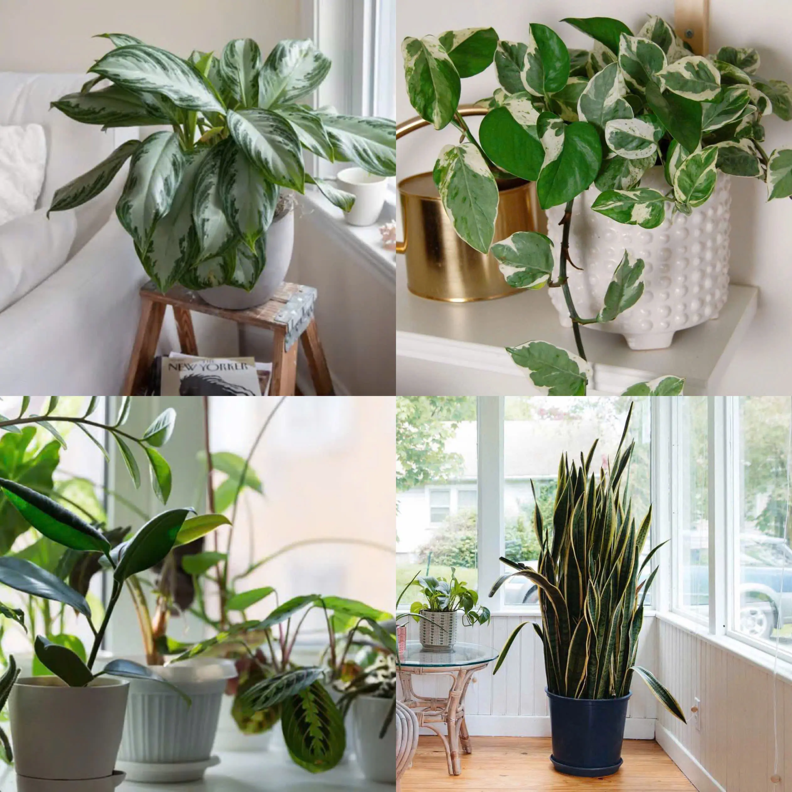 Easy-to-Grow Indoor Plants to Start the New Year