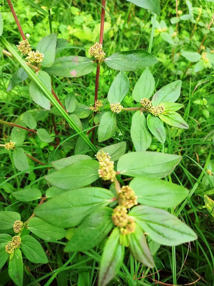 Breathe Easy with Euphorbia Hirta – Nature’s Time-Tested Remedy for Respiratory Relief and Holistic Wellness!