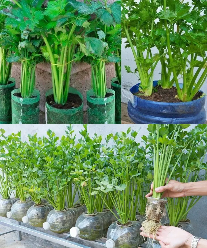 Surprised With How To Grow Celery In Plastic Bottles Quickly | How To Grow Celery At Home