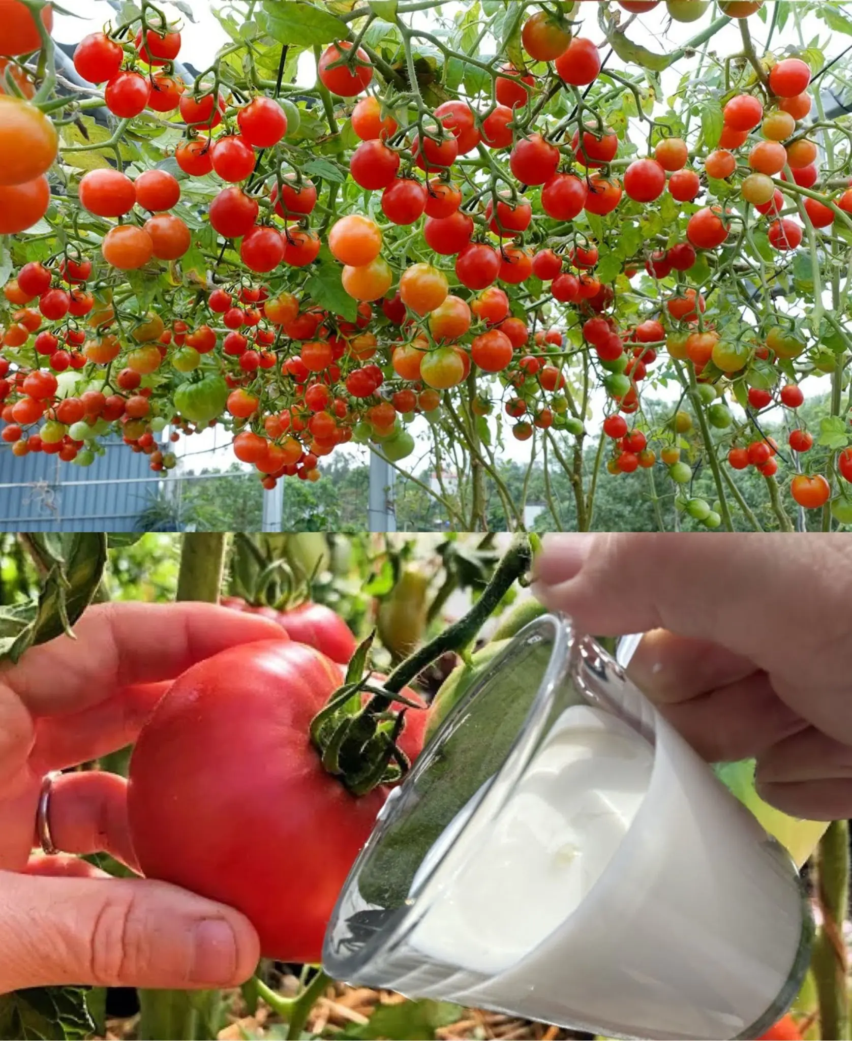 The 7 best fertilizers for your tomatoes – they will grow like never before!