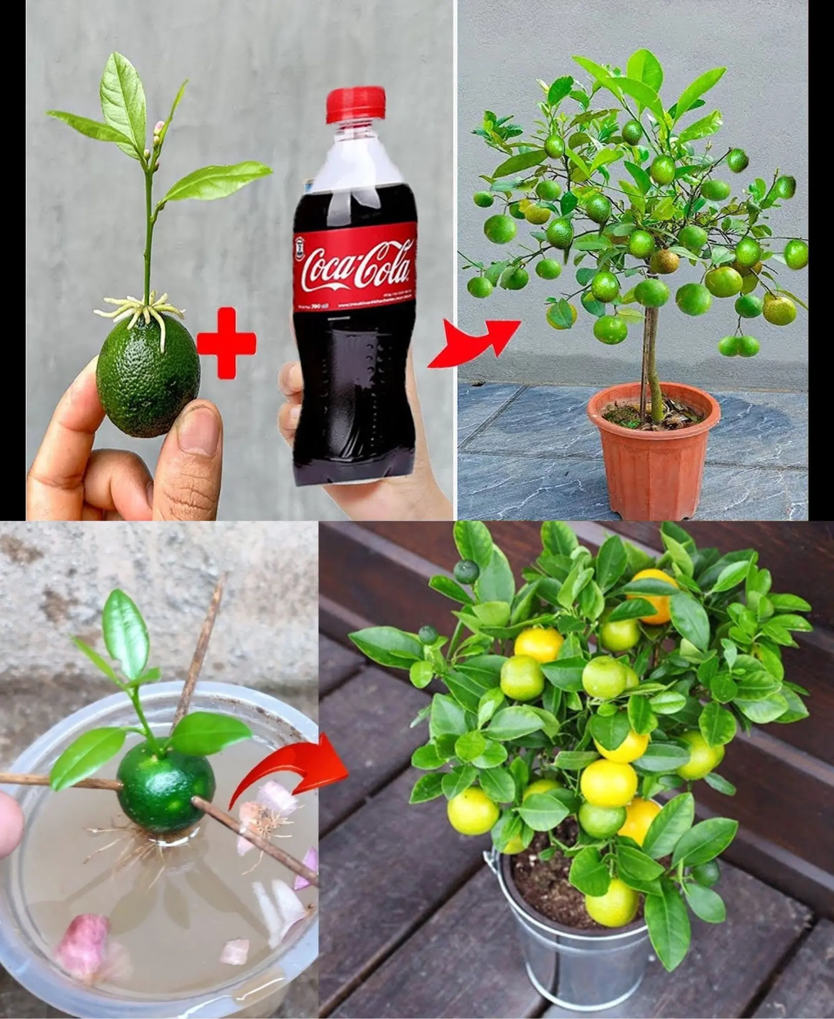 Enhance Your Lemon Tree’s Growth: Fertilization Tips for Juicy Lemons Until Autumn!