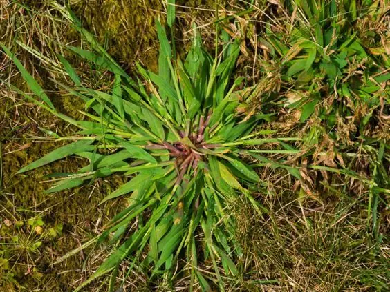 Crabgrass: The Hidden Superplant in Your Backyard!